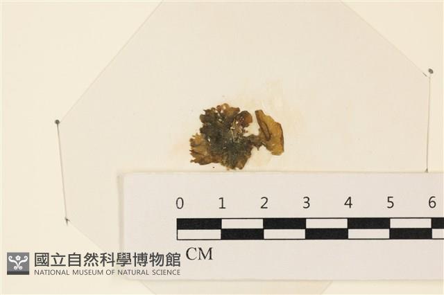 浮網藻, 肋葉藻藏品圖，第1張