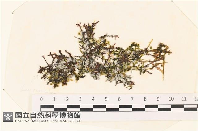 盾葉蕨藻藏品圖，第1張