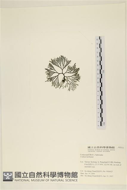 登錄號:A00005575藏品圖，第3張