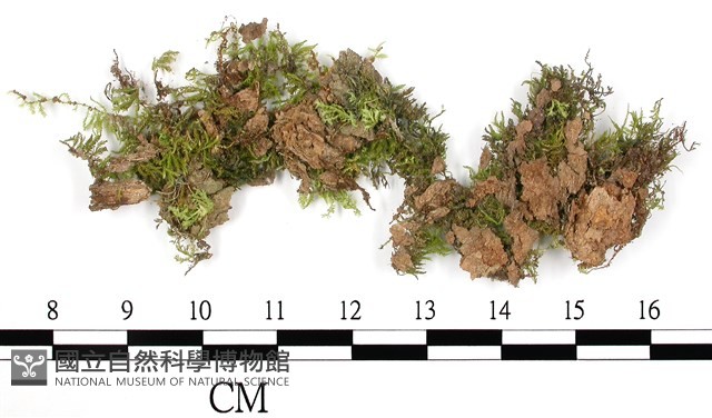 南亞孔雀蘚藏品圖，第3張