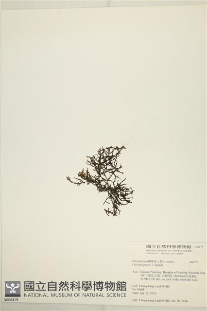 刺叉網地藻藏品圖，第3張