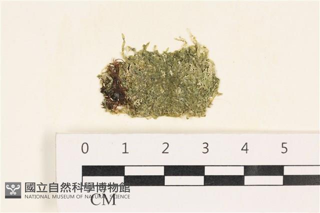 指枝藻藏品圖，第1張