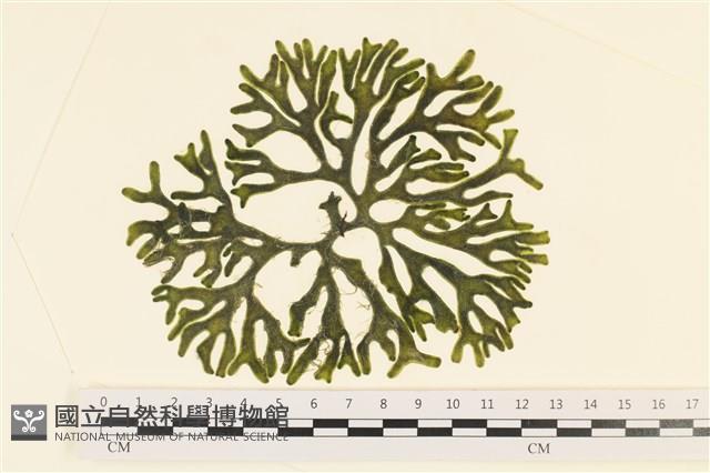 登錄號:A00005975藏品圖，第1張