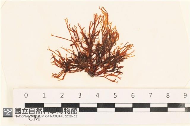 小毛孢藻, 小鹿角苔藏品圖，第1張