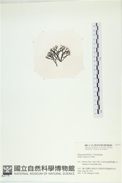 石牙藻, 石牙菜, 鐵釘菜藏品圖，第3張