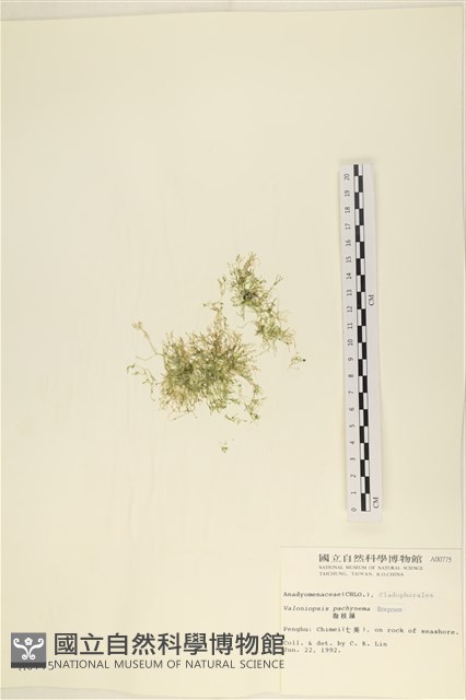 指枝藻藏品圖，第1張
