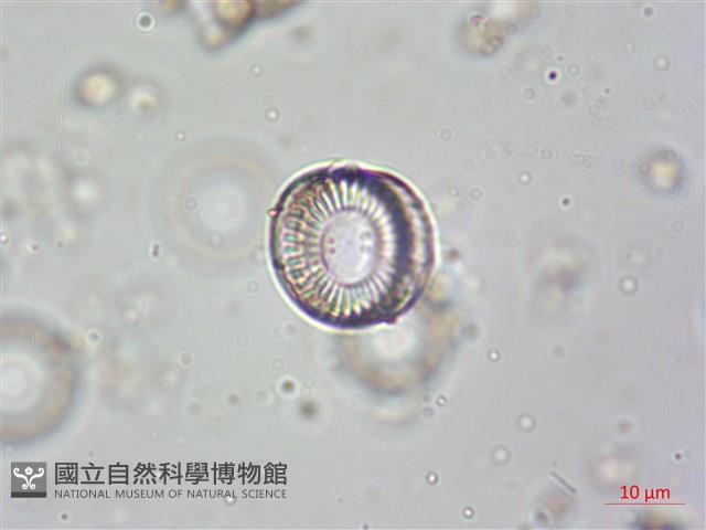 登錄號:A00004615藏品圖，第3張