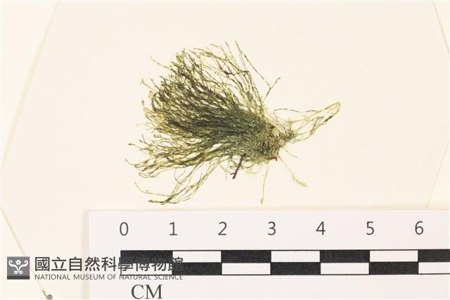 偏列羽藻藏品圖，第1張
