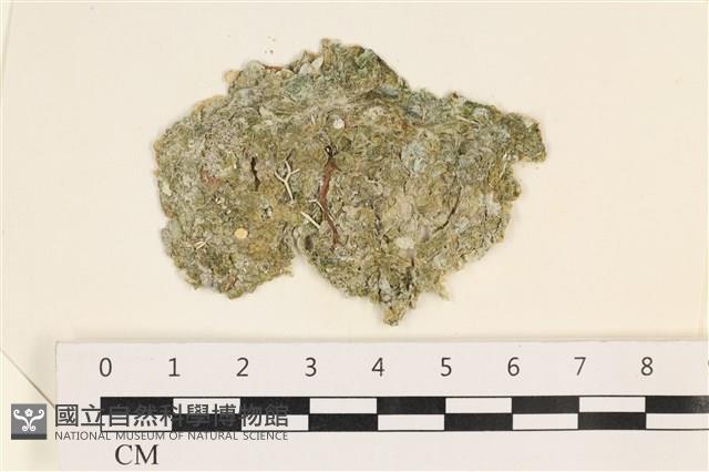 法囊藻藏品圖，第1張