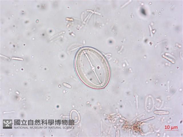 登錄號:A00004515藏品圖，第3張