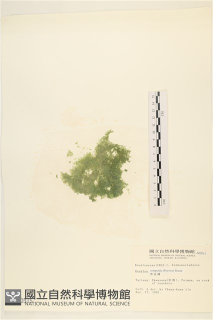 布氏藻藏品圖，第3張
