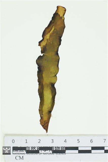 葉苔, 小海帶藏品圖，第1張