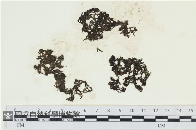 網胰藻藏品圖，第1張