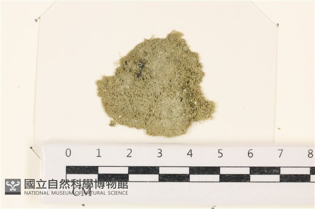 布氏藻藏品圖，第1張