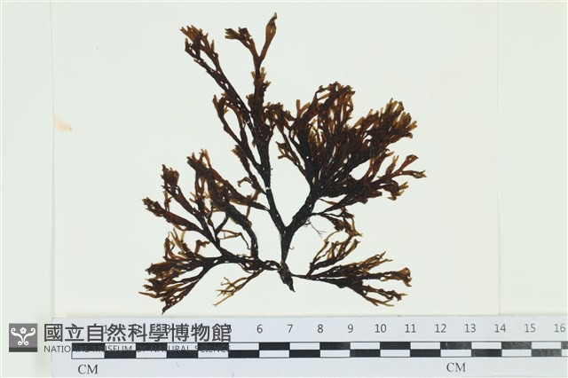厚網目藻藏品圖，第1張