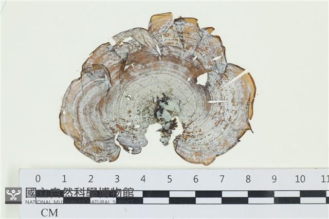 登錄號:A00005195藏品圖，第1張