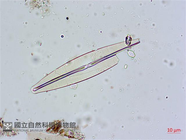 登錄號:A00004595藏品圖，第3張