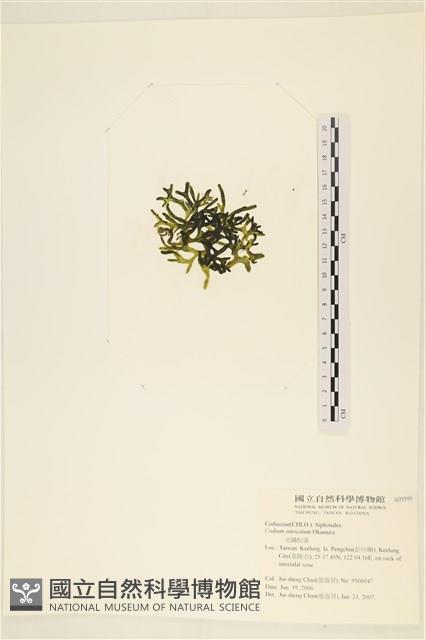 登錄號:A00005595藏品圖，第3張