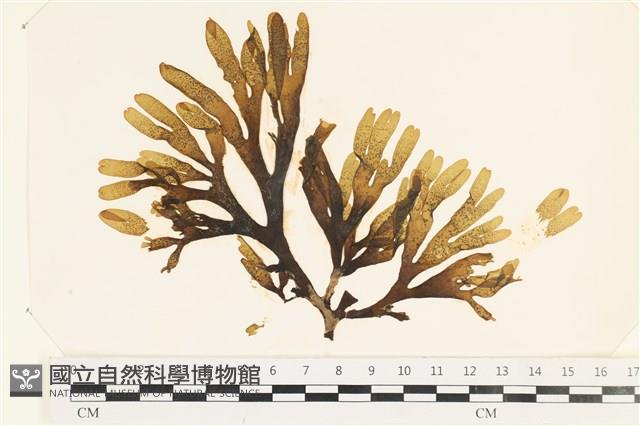 登錄號:A00002495藏品圖，第1張