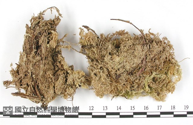 泛地泥炭蘚藏品圖，第3張