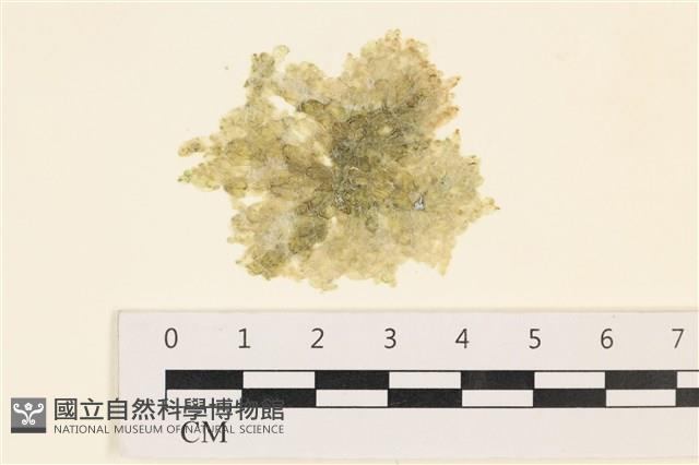 法囊藻藏品圖，第1張