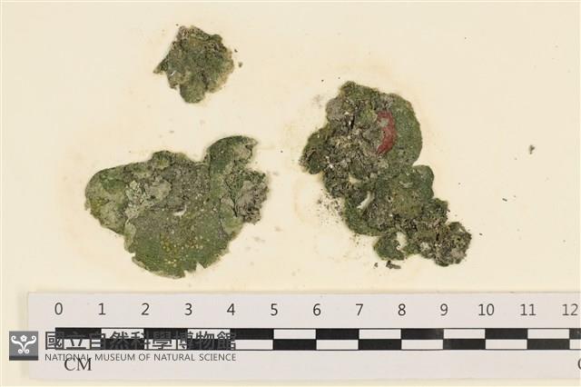 網球藻藏品圖，第1張