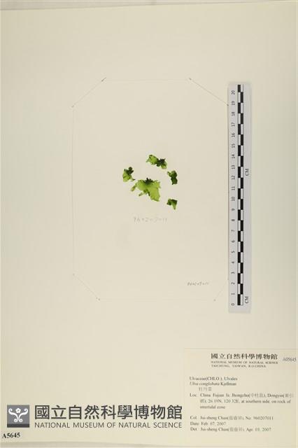 茶花石蓴, 牡丹菜藏品圖，第1張