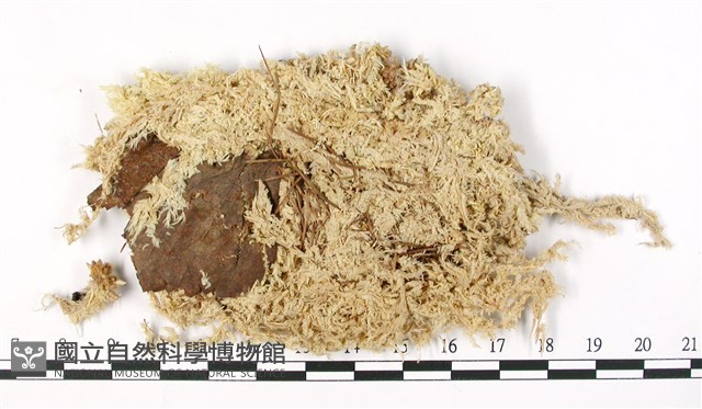 寬葉泥炭蘚藏品圖，第3張