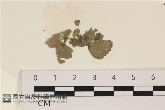 登錄號:A00006245藏品圖，第1張