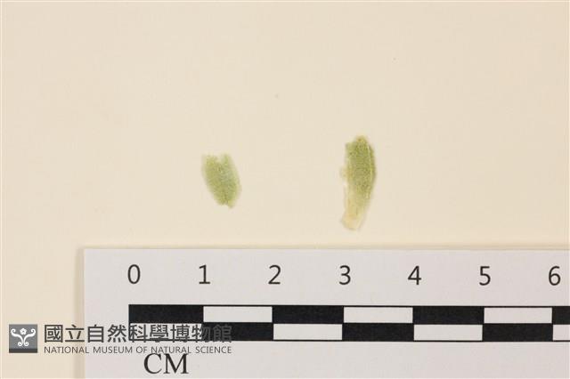 登錄號:A00005045藏品圖，第1張