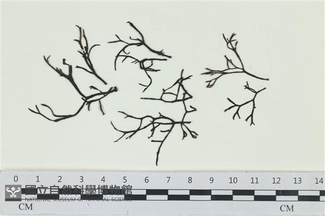 石牙藻, 石牙菜, 鐵釘菜藏品圖，第1張