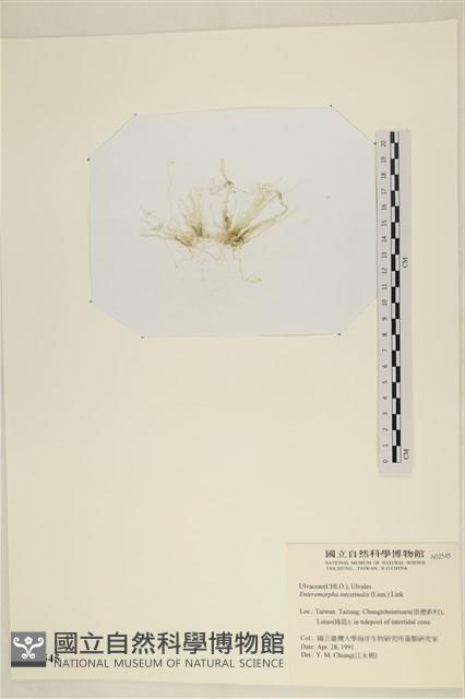 腸滸苔, 河石髮藏品圖，第3張