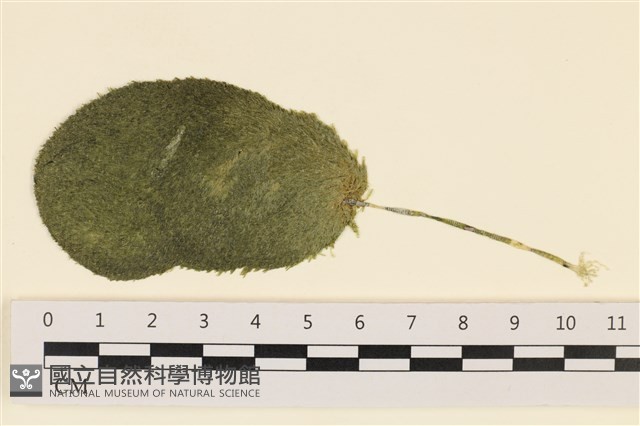 登錄號:A00001445藏品圖，第1張
