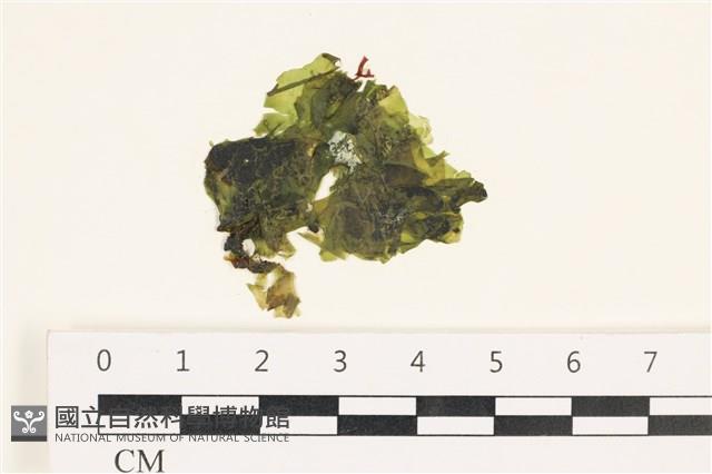 茶花石蓴, 牡丹菜藏品圖，第1張