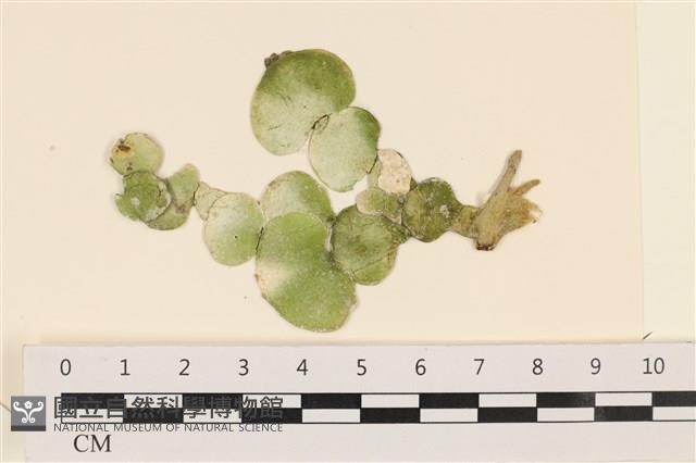 登錄號:A00004945藏品圖，第1張