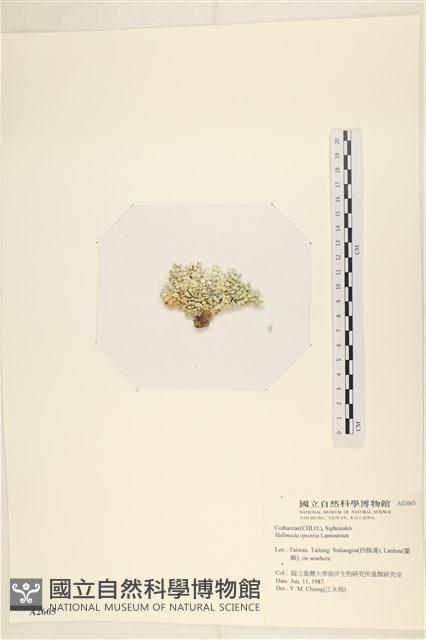 仙掌藻, 海仙人掌藏品圖，第3張