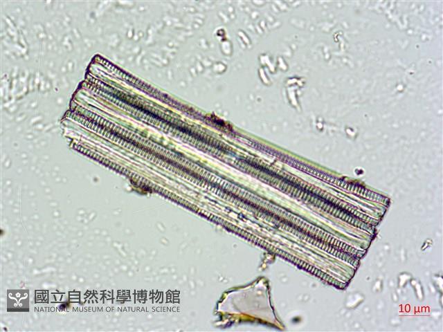 登錄號:A00004665藏品圖，第3張