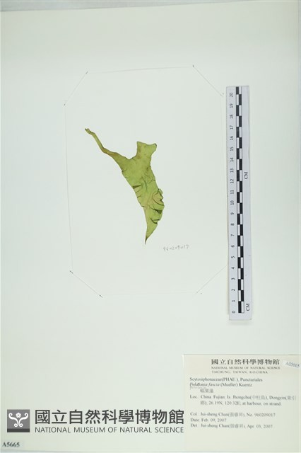 西洋葉苔藏品圖，第3張