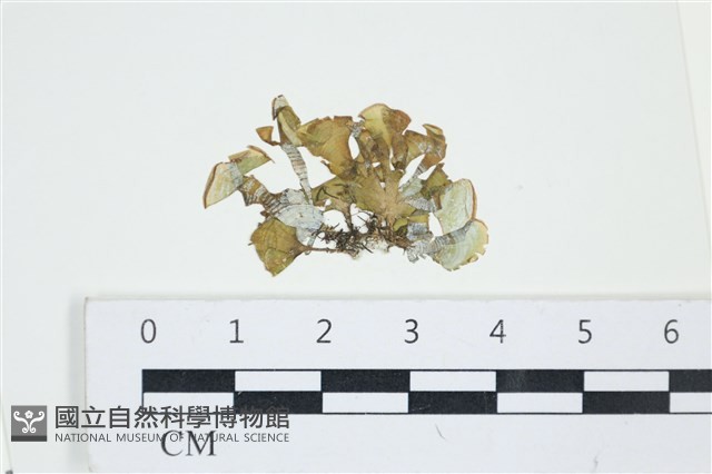 小團扇藻藏品圖，第1張