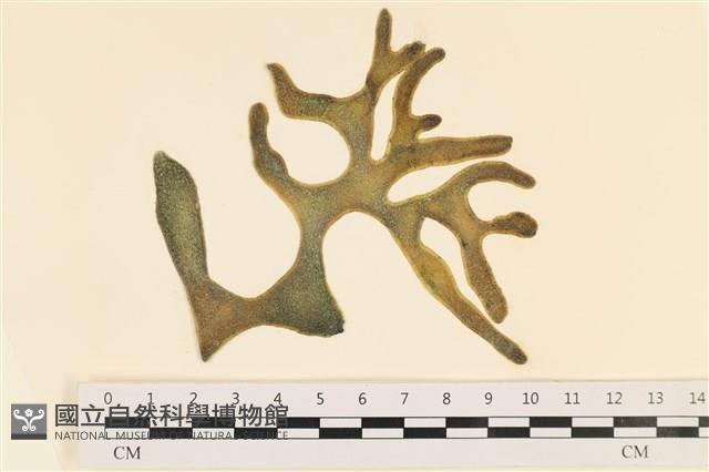 登錄號:A00005065藏品圖，第1張