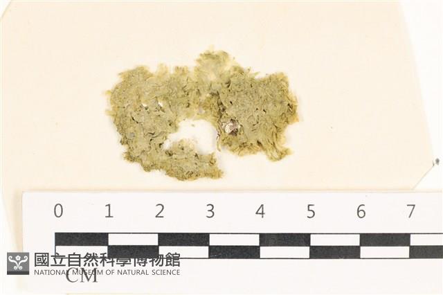 茶花石蓴, 牡丹菜藏品圖，第1張