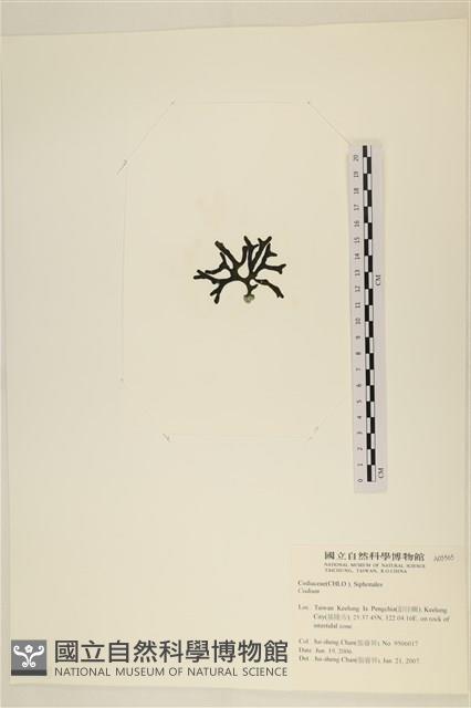 登錄號:A00005565藏品圖，第3張