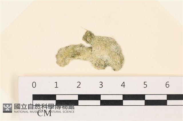 網球藻藏品圖，第1張