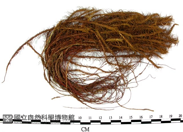 金髮蘚藏品圖，第3張