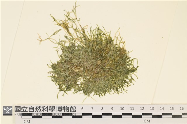 指枝藻藏品圖，第1張