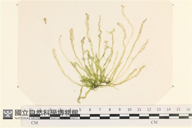 腸滸苔, 河石髮藏品圖，第1張
