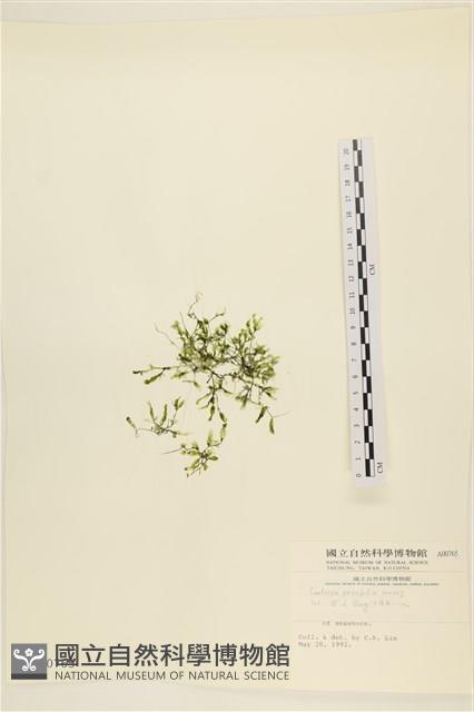 登錄號:A00000765藏品圖，第1張