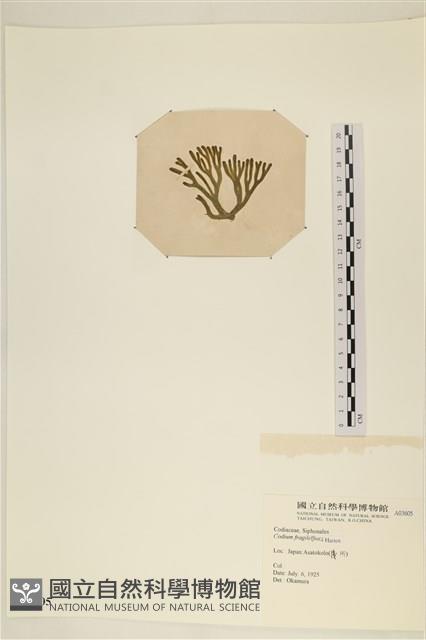 水松, 松藻藏品圖，第3張