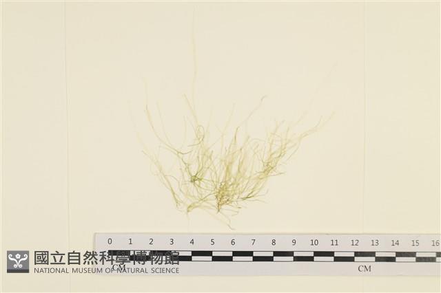 筋條石髮藏品圖，第1張