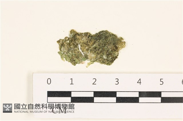 法囊藻藏品圖，第1張